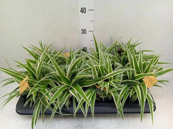 <h4>Chlorophytum com. 'Ocean'</h4>