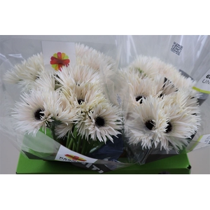 Gerbera Spider Garden Ghost