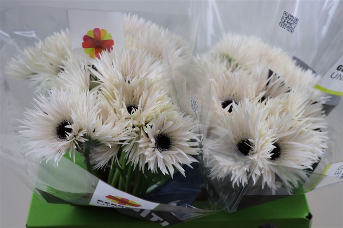 <h4>Gerbera Spider Garden Ghost</h4>