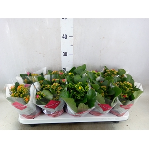 Kalanchoe blos.   ..mix 6