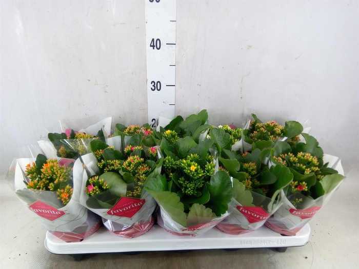 <h4>Kalanchoe blos.   ..mix 6</h4>