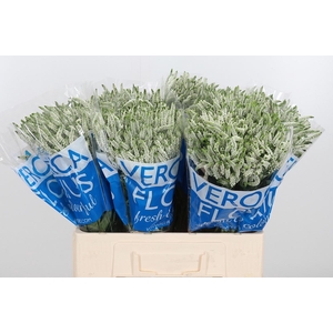 Veron Smart Wave Spray