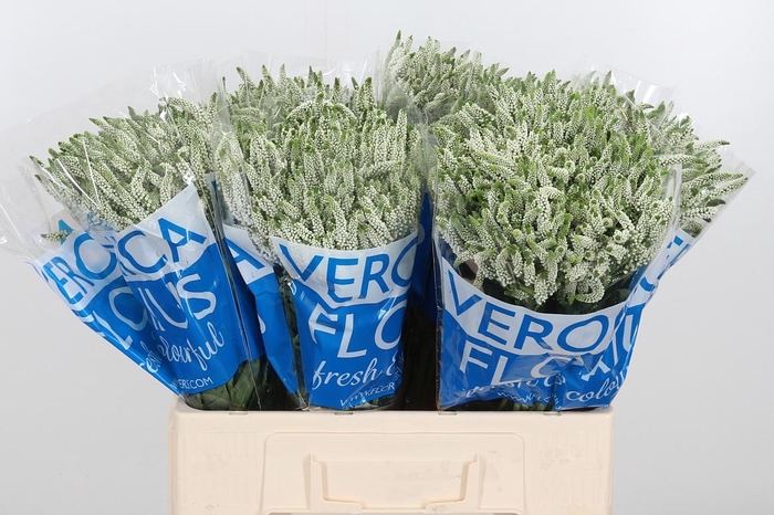 <h4>Veron Smart Wave Spray</h4>