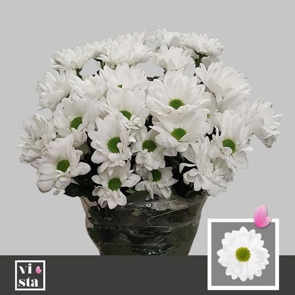 <h4>CHR T MIRANA</h4>