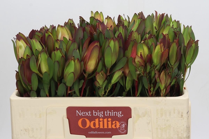 Leucadendron Senorita Spray