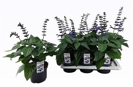 <h4>Salvia Black & Bloom</h4>