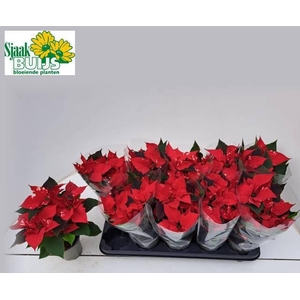 EUPHOR P FANTAS STAR