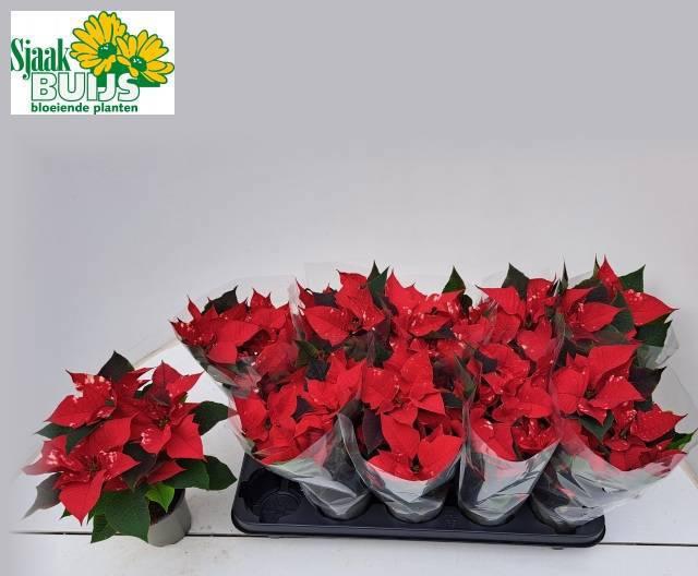 <h4>EUPHOR P FANTAS STAR</h4>