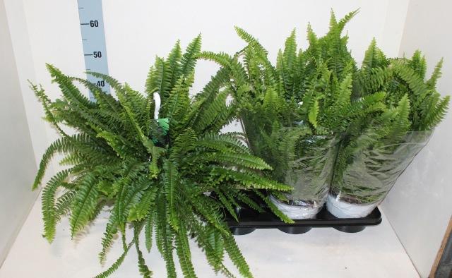 <h4>NEPHR EX SONATA</h4>