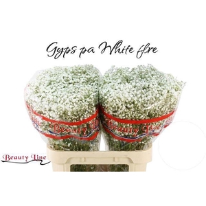 GYPS PA WHITE FIRE