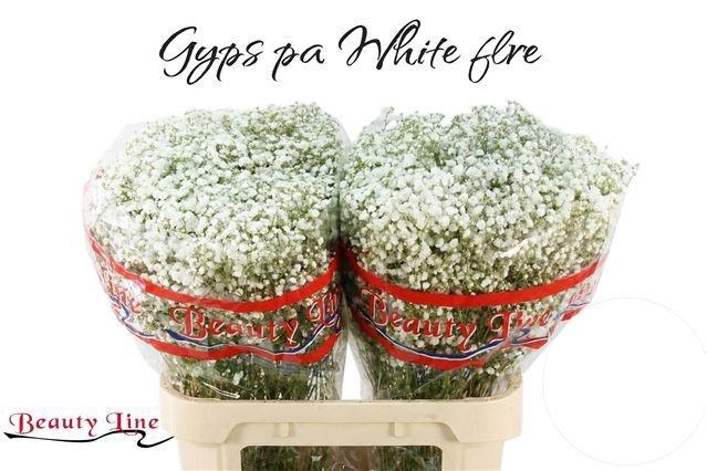 <h4>GYPS PA WHITE FIRE</h4>