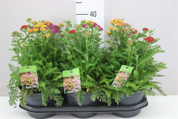 <h4>Achillea Millefolium Mix In Pot X</h4>