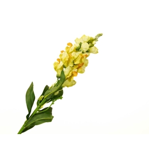 Antirrhinum Yellow