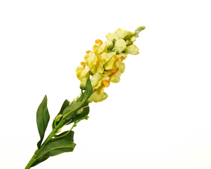 <h4>Antirrhinum Yellow</h4>