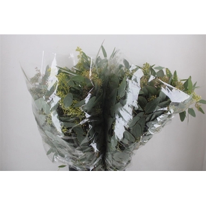 Euca Populus Berry 200gr It X20 P Bunch