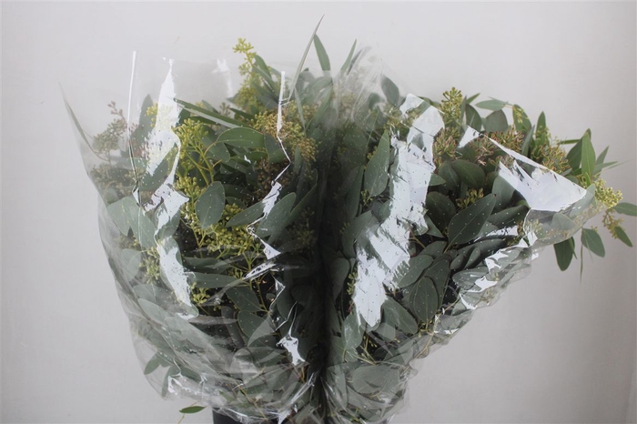 <h4>Euca Populus Berry 200gr It X20 P Bunch</h4>
