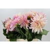 Dahlia Cafe Au Lait
