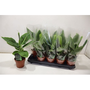 Musa Tropicana