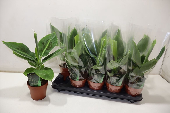 <h4>Musa Tropicana</h4>