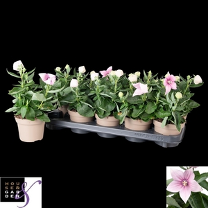 PLATYCO GR ASTRA PIN