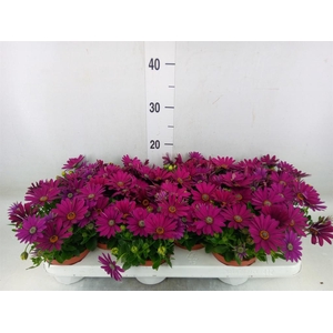 Osteospermum  'Passion Purple'