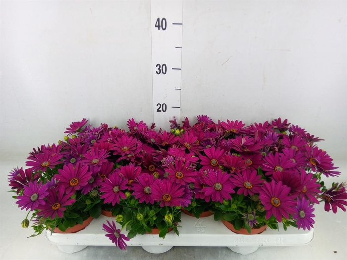 <h4>Osteospermum 'Passion Purple'</h4>