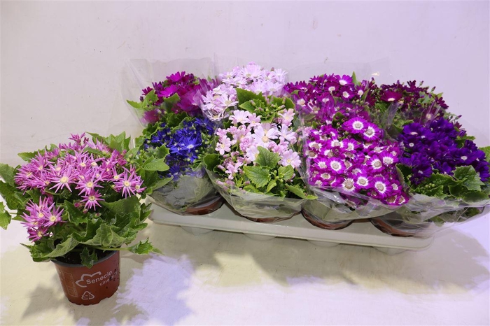 <h4>Peri C Venez Gem</h4>