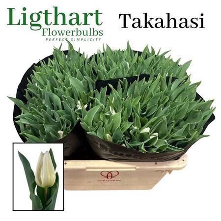 <h4>Tu En Takahasi</h4>