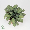 Ctenanthe Amagris