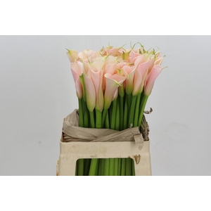 Zantedeschia Eydolls Salmon