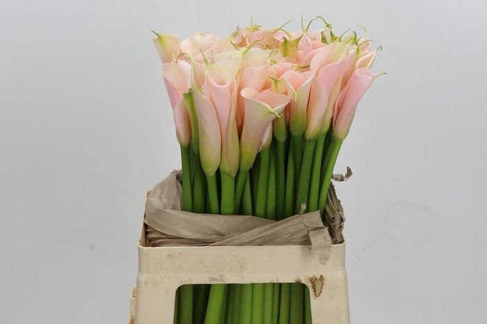 <h4>Zantedeschia Eydolls Salmon</h4>