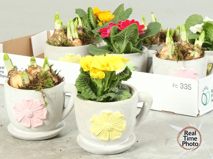 <h4>ARR TUINPLANTEN</h4>