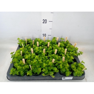 Peperomia rotundifolia