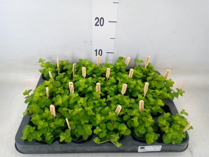 <h4>Peperomia rotundifolia</h4>