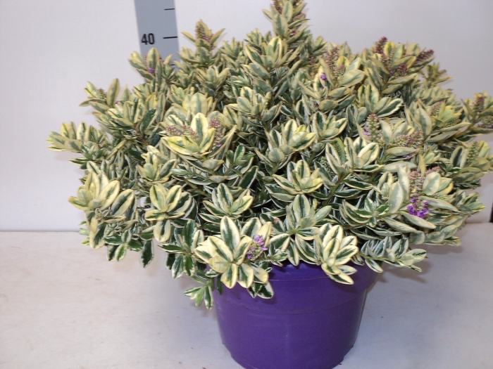 <h4>HEBE VARIEGATA P29</h4>