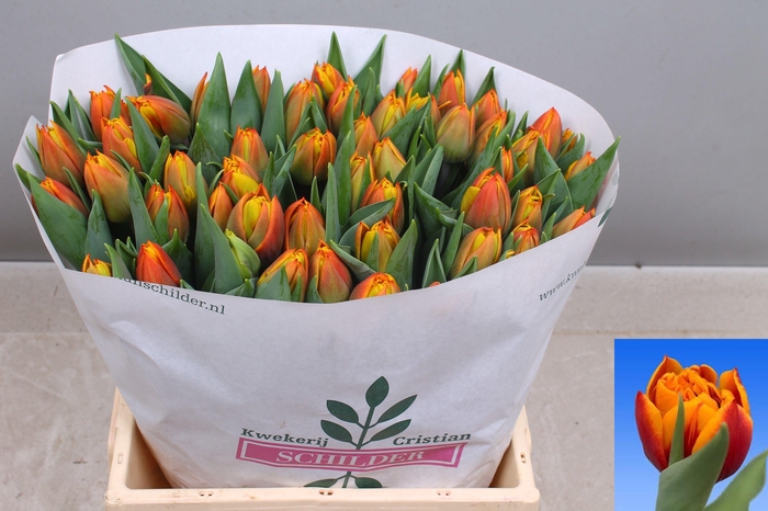 <h4>TU DU ATLAS</h4>