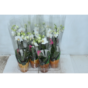 PHALAENOPSIS MINI P09 BRANCO 2 HT