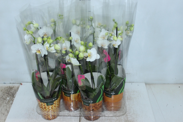 <h4>PHALAENOPSIS MINI P09 BRANCO 2 HT</h4>