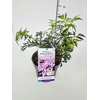 Sambucus Black Lace