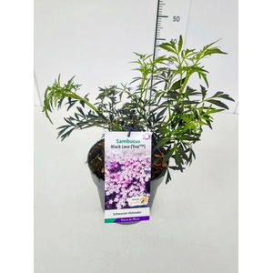 Sambucus Black Lace