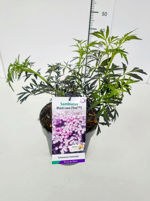 <h4>Sambucus Black Lace</h4>
