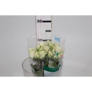 ROSA SPRAY SNOWFLAKE 040 CM