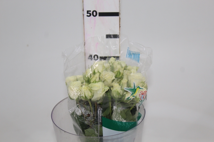 ROSA SPRAY SNOWFLAKE 040 CM