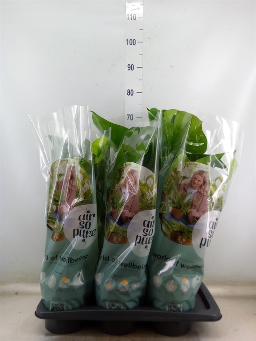 <h4>Monstera delic.</h4>