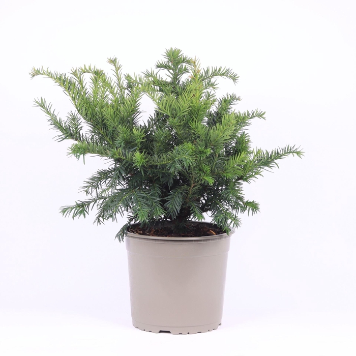 <h4>Taxus baccata Repandens</h4>