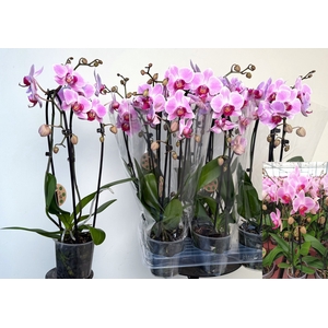 PHAL EL CASCADE