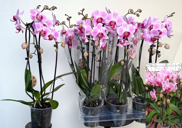 <h4>PHAL EL CASCADE</h4>