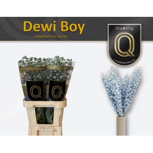 DELPH DU DEWI BOY 80CM X40