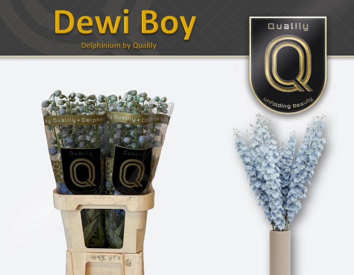 <h4>DELPH DU DEWI BOY 80CM X40</h4>