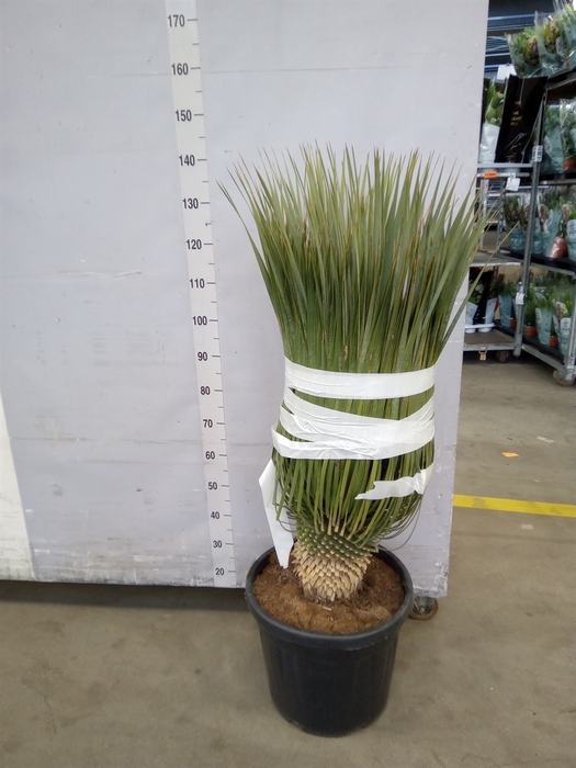 <h4>Yucca rostrata</h4>